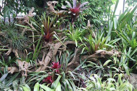 鳳梨花|袁晓辉 Rita : 鳳梨花 Bromeliads 的種類及種法